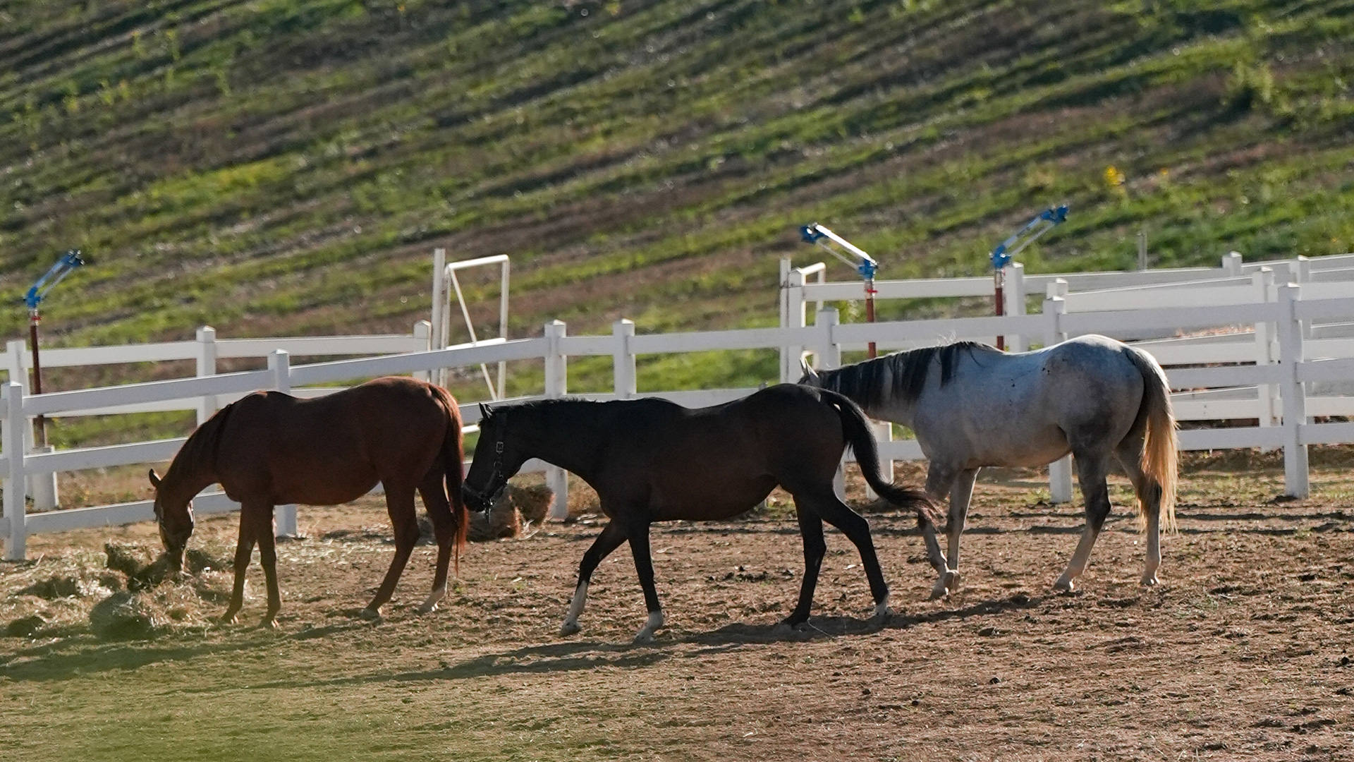Catoren - Only the Best for Your Horse